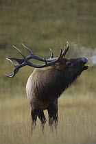 Elk (Cervus elaphus) large bull bugling