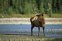 Elk (Cervus elaphus) large bull standing beside river