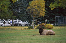 Elk (Cervus elaphus) large bull laying on a lawn in the suburbs