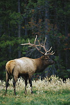 Elk (Cervus elaphus) large bull North America