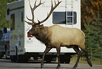 Elk (Cervus elaphus) large bull crossing road amid traffic