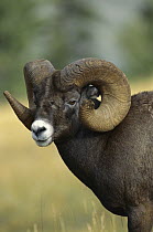 Bighorn Sheep (Ovis canadensis) portrait of a ram