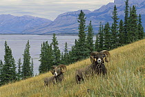 Bighorn Sheep (Ovis canadensis) two large rams in a mountain scene