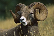 Bighorn Sheep (Ovis canadensis) portrait of a ram feeding