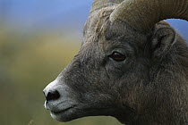 Bighorn Sheep (Ovis canadensis) profile