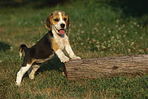Beagle (Canis familiaris) puppy leaning against log