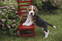 Beagle (Canis familiaris) puppy leaning against red miniature chair