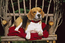 Beagle (Canis familiaris) adult sitting on willow chair