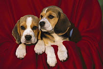 Beagle (Canis familiaris) puppy pair on red blanket
