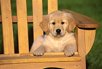 Golden Retriever (Canis familiaris) puppy sitting in chair