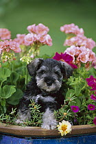Miniature Schnauzer (Canis familiaris) puppy in flower pot