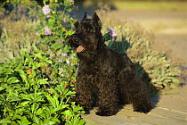Miniature Schnauzer (Canis familiaris) sitting on garden walkway