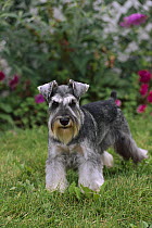 Miniature Schnauzer (Canis familiaris) portrait with natural ears