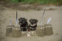 Miniature Schnauzer (Canis familiaris) pair of puppies with sand castle