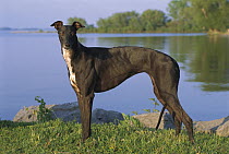 Greyhound (Canis familiaris) female at lakeside