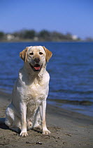 Yellow Labrador Retriever (Canis familiaris) at lakeshore