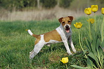 Jack Russell Terrier (Canis familiaris) or Parson Russell Terrier puppy with tulips