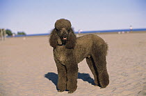 Standard Poodle (Canis familiaris) portrait on beach