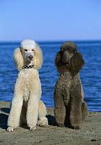 Standard Poodle (Canis familiaris) portrait of white and black adults on beach