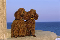 Miniature Poodle (Canis familiaris) portrait of pair sitting
