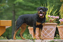 Rottweiler (Canis familiaris) adult standing on deck