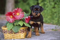 Rottweiler (Canis familiaris) puppy standing beside basket of gerber daisies