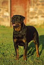 Rottweiler (Canis familiaris) alert adult standing on lawn