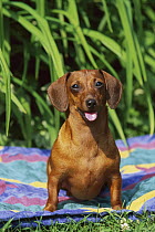 Miniature Smooth-haired Dachshund (Canis familiaris) portrait on blanket