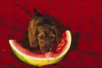 Miniature Wire-haired Dachshund (Canis familiaris) puppy eating a watermelon slice