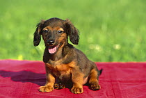 Miniature Long-haired Dachshund (Canis familiaris) puppy sitting on red blanket