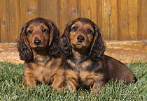 Standard Long-haired Dachshund (Canis familiaris) pair of adults on lawn