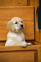 Golden Retriever (Canis familiaris) puppy peeking out of bench