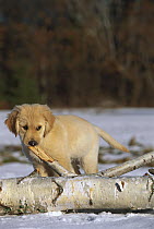 Golden Retriever (Canis familiaris) puppy chewing on stick in snow