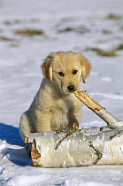 Golden Retriever (Canis familiaris) puppy portrait in snow