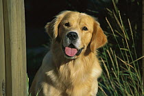 Golden Retriever (Canis familiaris) adult portrait