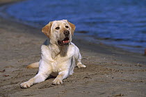 Yellow Labrador Retriever (Canis familiaris) adult resting on beach