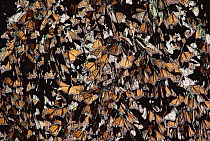 Monarch (Danaus plexippus) butterfly colony overwinering, Mexico