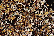 Monarch (Danaus plexippus) butterfly colony, Angangueo, Michoacan, Mexico