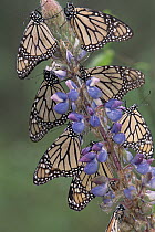 Monarch (Danaus plexippus) butterflies on lupine, Michoacan, Mexico