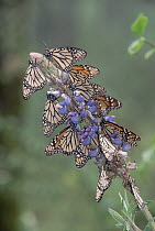 Monarch (Danaus plexippus) butterflies on lupine, Michoacan, Mexico