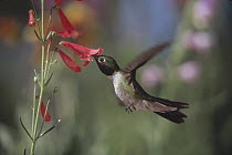 Broad-tailed Hummingbird (Selasphorus platycercus) feeding on the nectar of a Scarlet Bugler flower, New Mexico