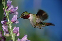 Broad-tailed Hummingbird (Selasphorus platycercus) feeding on the nectar of a Desert Penstemon (Penstemon pseudospectabilis) flower, New Mexico