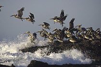 Brown Pelican (Pelecanus occidentalis) flock taking flight from a rocky shoreline, Isla Isabel, Nayarit, Mexico