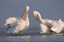 American White Pelican (Pelecanus erythrorhynchos) pair preening in shallow water, Texas Coast, Texas