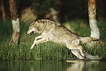 Timber Wolf (Canis lupus) running through shallow river, Montana