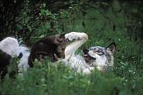 Timber Wolf (Canis lupus) mother rolling in green grass with pup, Montana