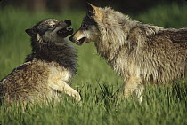 Timber Wolf (Canis lupus) pair arguing, Montana
