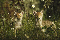 Coyote (Canis latrans) two pups in tall grass, North America