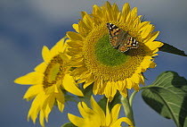 American Painted Lady (Cynthia virginiensis) butterfly on sunflower, New Mexico