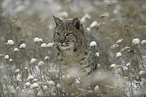 Bobcat (Lynx rufus) camouflaged in snowy meadow, Montana